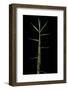 Phyllostachys Bambusoides 'Castillonii' (Castillon Bamboo) - Shoot-Paul Starosta-Framed Photographic Print