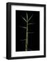 Phyllostachys Bambusoides 'Castillonii' (Castillon Bamboo) - Shoot-Paul Starosta-Framed Photographic Print