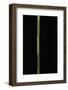 Phyllostachys Bambusoides 'Castillonii' (Castillon Bamboo)-Paul Starosta-Framed Photographic Print