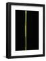 Phyllostachys Bambusoides 'Castillonii' (Castillon Bamboo)-Paul Starosta-Framed Photographic Print