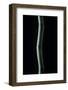 Phyllostachys Bambusoides (Japanese Timbler Bamboo)-Paul Starosta-Framed Photographic Print