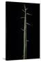 Phyllostachys Bambusoides 'Violascens' (Japanese Timbler Bamboo) - Shoot-Paul Starosta-Stretched Canvas