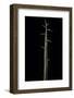 Phyllostachys Bambusoides 'Violascens' (Japanese Timbler Bamboo) - Shoot-Paul Starosta-Framed Photographic Print