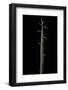 Phyllostachys Bambusoides 'Violascens' (Japanese Timbler Bamboo) - Shoot-Paul Starosta-Framed Photographic Print