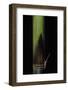 Phyllostachys Bambusoides 'Violascens' (Japanese Timbler Bamboo) - Young Culm-Paul Starosta-Framed Photographic Print