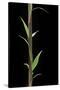 Phyllostachys Decora (Beautiful Bamboo) - Shoot-Paul Starosta-Stretched Canvas