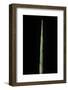 Phyllostachys Decora (Beautiful Bamboo) - Shoot-Paul Starosta-Framed Photographic Print
