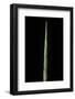 Phyllostachys Decora (Beautiful Bamboo) - Shoot-Paul Starosta-Framed Photographic Print