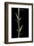 Phyllostachys Decora (Beautiful Bamboo) - Shoot-Paul Starosta-Framed Photographic Print