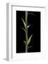 Phyllostachys Decora (Beautiful Bamboo) - Shoot-Paul Starosta-Framed Photographic Print