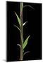 Phyllostachys Decora (Beautiful Bamboo) - Shoot-Paul Starosta-Mounted Photographic Print