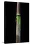 Phyllostachys Flexuosa (Sinuate Bamboo) - Young Culm-Paul Starosta-Stretched Canvas