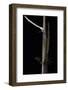 Phyllostachys Humilis (Bamboo) - Shoot-Paul Starosta-Framed Photographic Print