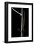 Phyllostachys Humilis (Bamboo) - Shoot-Paul Starosta-Framed Photographic Print