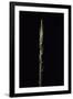 Phyllostachys Nidularia (Broom Bamboo) - Shoot-Paul Starosta-Framed Photographic Print