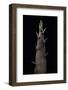 Phyllostachys Nigra (Black Bamboo) - Shoot-Paul Starosta-Framed Photographic Print