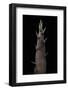 Phyllostachys Nigra (Black Bamboo) - Shoot-Paul Starosta-Framed Photographic Print