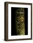 Phyllostachys Nigra 'Boryana' (Panther Bamboo)-Paul Starosta-Framed Photographic Print