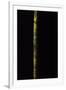 Phyllostachys Nigra 'Boryana' (Panther Bamboo)-Paul Starosta-Framed Photographic Print