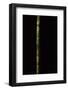 Phyllostachys Nigra 'Boryana' (Panther Bamboo)-Paul Starosta-Framed Photographic Print