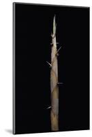 Phyllostachys Nigra Var. Henonis (Henon Bamboo) - Shoot-Paul Starosta-Mounted Photographic Print