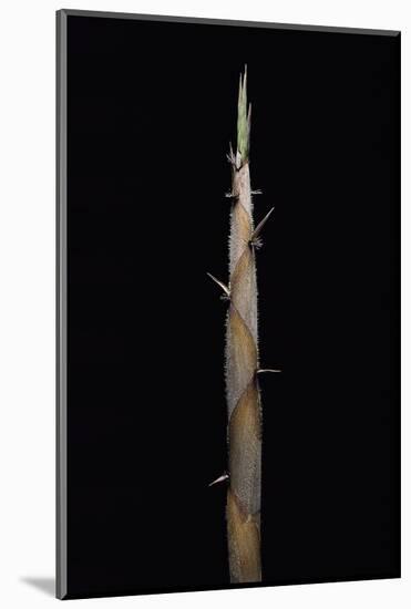 Phyllostachys Nigra Var. Henonis (Henon Bamboo) - Shoot-Paul Starosta-Mounted Photographic Print