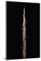 Phyllostachys Nigra Var. Henonis (Henon Bamboo) - Shoot-Paul Starosta-Mounted Photographic Print