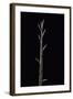 Phyllostachys Nuda (Nuda Bamboo) - Shoot-Paul Starosta-Framed Photographic Print