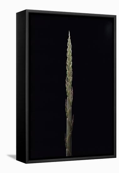 Phyllostachys Parvifolia (Anji Golden Bamboo) - Shoot-Paul Starosta-Framed Stretched Canvas