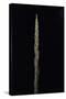 Phyllostachys Parvifolia (Anji Golden Bamboo) - Shoot-Paul Starosta-Stretched Canvas