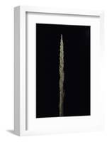 Phyllostachys Parvifolia (Anji Golden Bamboo) - Shoot-Paul Starosta-Framed Photographic Print