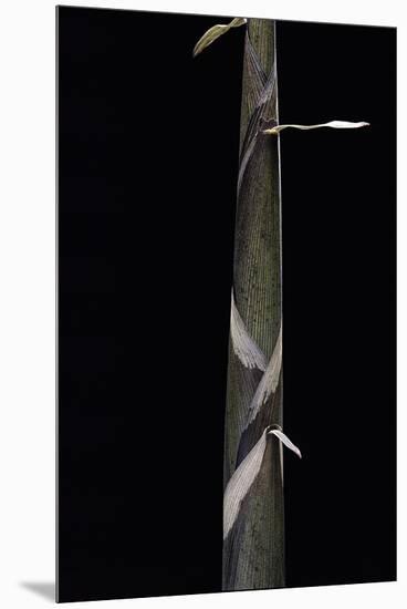 Phyllostachys Propinqua (Bambou) - Pousse-Paul Starosta-Mounted Premium Photographic Print