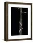 Phyllostachys Propinqua (Bambou) - Pousse-Paul Starosta-Framed Photographic Print