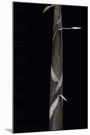 Phyllostachys Propinqua (Bambou) - Pousse-Paul Starosta-Mounted Photographic Print