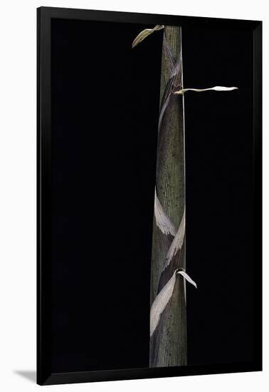 Phyllostachys Propinqua (Bambou) - Pousse-Paul Starosta-Framed Photographic Print