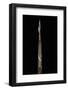 Phyllostachys Propinqua (Sand Bamboo) - Shoot-Paul Starosta-Framed Photographic Print