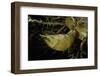 Phyllostachys Pubescens (Moso Bamboo) - Rhizome Bud-Paul Starosta-Framed Photographic Print