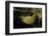 Phyllostachys Pubescens (Moso Bamboo) - Rhizome Bud-Paul Starosta-Framed Photographic Print