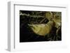 Phyllostachys Pubescens (Moso Bamboo) - Rhizome Bud-Paul Starosta-Framed Photographic Print