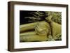 Phyllostachys Pubescens (Moso Bamboo) - Rhizome Bud-Paul Starosta-Framed Photographic Print