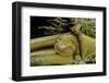 Phyllostachys Pubescens (Moso Bamboo) - Rhizome Bud-Paul Starosta-Framed Photographic Print