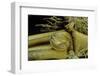 Phyllostachys Pubescens (Moso Bamboo) - Rhizome Bud-Paul Starosta-Framed Photographic Print