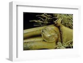 Phyllostachys Pubescens (Moso Bamboo) - Rhizome Bud-Paul Starosta-Framed Photographic Print