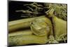 Phyllostachys Pubescens (Moso Bamboo) - Rhizome Bud-Paul Starosta-Mounted Photographic Print