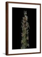 Phyllostachys Pubescens (Moso Bamboo) - Shoot-Paul Starosta-Framed Photographic Print