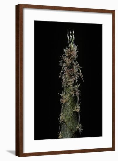 Phyllostachys Pubescens (Moso Bamboo) - Shoot-Paul Starosta-Framed Photographic Print