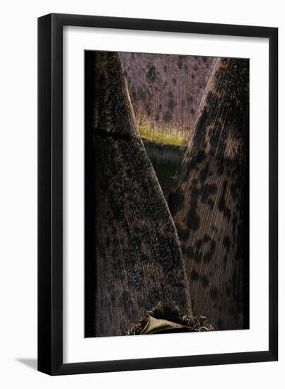 Phyllostachys Pubescens (Moso Bamboo) - Young Culm-Paul Starosta-Framed Photographic Print