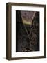 Phyllostachys Pubescens (Moso Bamboo) - Young Culm-Paul Starosta-Framed Photographic Print