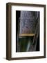 Phyllostachys Pubescens (Moso Bamboo) - Young Culm-Paul Starosta-Framed Photographic Print