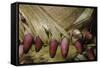 Phyllostachys Pubescens (Moso Bamboo) - Young Roots-Paul Starosta-Framed Stretched Canvas